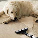 Pet Odor / Stain Removal